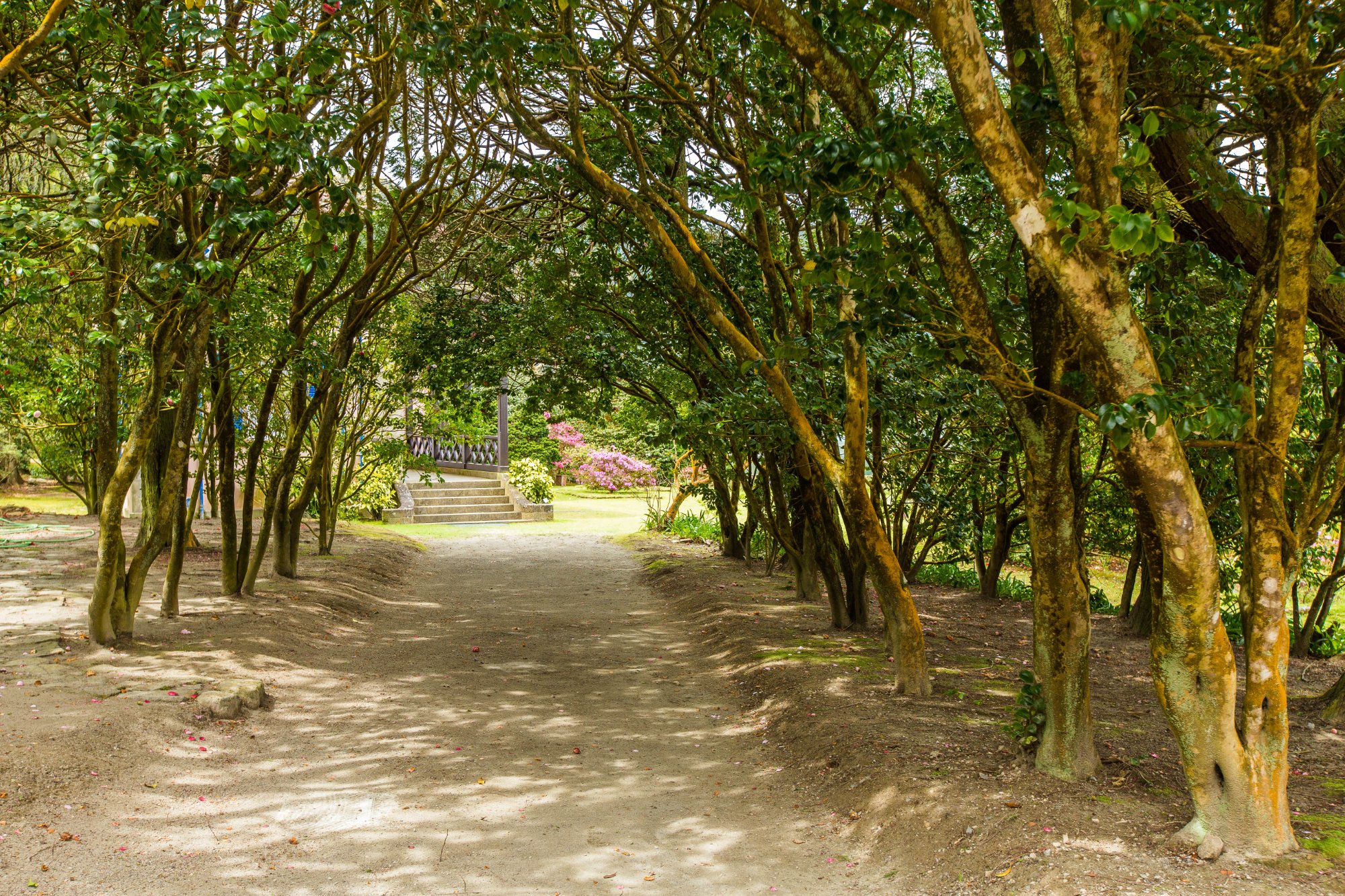 Camellia garden path in winter bloom